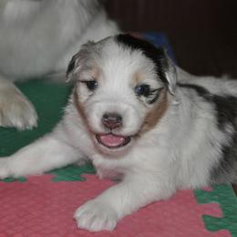 Australian Shepherd Puppies from Ashfall Australian Shepherds