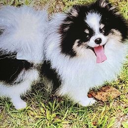 Little man - Pomeranian