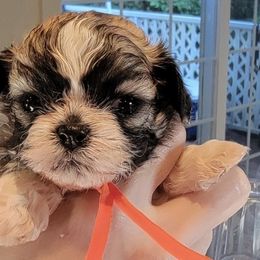 Scooter - Brown and white male Shichon puppy in Kent, Washington from Mad Hatter Farm