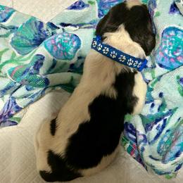 Mr. Wavy - White and black male Newfoundland puppy in Marysville, Washington from Black Lions Newfoundlands