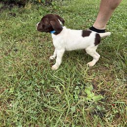 German Shorthaired Pointer Puppies from Rustic Creek Farms