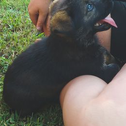 German Shepherd Puppies from Triple K Kennels