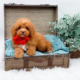 Charlie - Red male Cavapoo puppy in Statesville, North Carolina from Doodle Babies