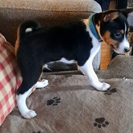 Turquoise Collar Boy formerly Lime Green Collar Boy 4 - Black brindle and white male Basenji puppy in Tuttle, Oklahoma from Steadfast Farm (SFF)
