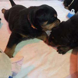 Mr. Orange Collar - Black and mahogany male Rottweiler puppy in Clarksburg, West Virginia from Vom Peiffley Rottweilers, LLC