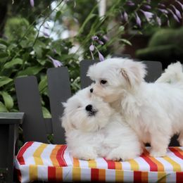 Maltese Puppies from Leona's Maltese