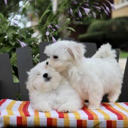 Maltese Puppies from Leona's Maltese