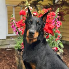 Beauceron All Grown Up from Fleur de Renard Beaucerons