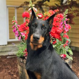 Beauceron All Grown Up from Fleur de Renard Beaucerons