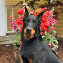 Beauceron All Grown Up from Fleur de Renard Beaucerons