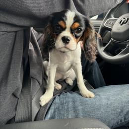 Cavalier King Charles Spaniel Puppies from Dandelions and Kings