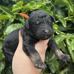 Maitake - Phantom male Poodle puppy in Arroyo Grande, California from Ever So Clever Poodles