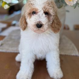 Hannah - Parti female Goldendoodle puppy in Yuciapa, California from AlltheDoodlez_