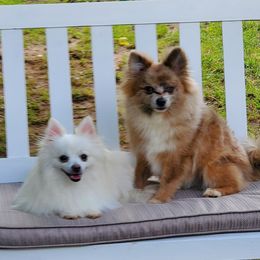 Pomeranians from Angel Pomeranians