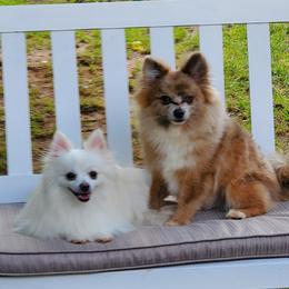 Pomeranians from Angel Pomeranians