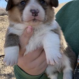 Sweetie - Red male Pembroke Welsh Corgi puppy in Derby, Iowa from Newton Hay & Cattle