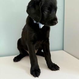 Aussiedoodle and Labradoodle Puppies from Doodles on Duty