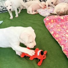Dogo Argentino Puppies from Casa de la Bahia