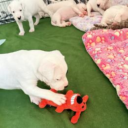 Dogo Argentino Puppies from Casa de la Bahia