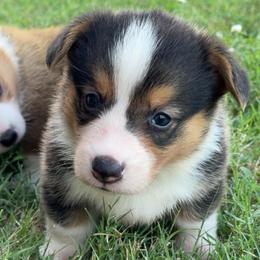 Boy 3 - Black and tan male Pembroke Welsh Corgi puppy in Beggs, Oklahoma from Blue Diamond Corgi’s