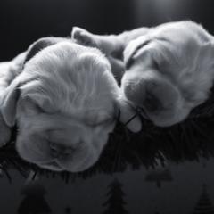 Clumber Spaniel Puppies from Wanderlust Clumber Spaniels