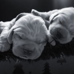 Clumber Spaniel Puppies from Wanderlust Clumber Spaniels