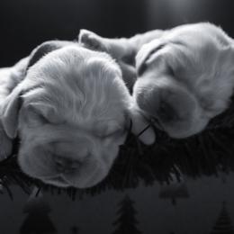 Clumber Spaniel Puppies from Wanderlust Clumber Spaniels