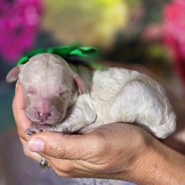 Spinach - White female Poodle puppy in Springfield, Oregon from Valaurah Farms