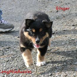 Ginger BTF6 - female Miniature Australian Shepherd puppy in Elgin, Oregon from LongMile Aussies