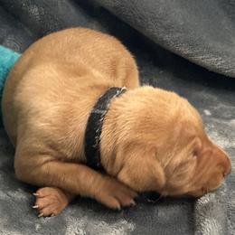 Black Girl - Golden rust female Vizsla puppy in Foley, Alabama from Paula's South Bama Vizslas