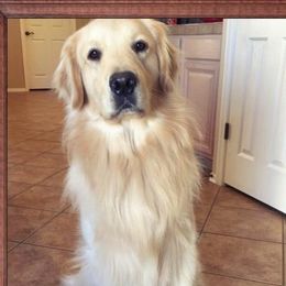 Starlight - Golden Retriever
