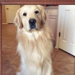 Starlight - Golden Retriever