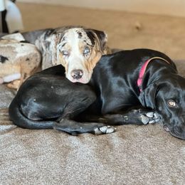Catahoula Leopard Dog All Grown Up from Kassie's Catahoulas