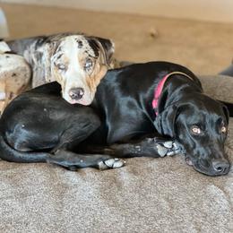 Catahoula Leopard Dog All Grown Up from Kassie's Catahoulas