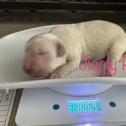 Golden Retriever Puppies from English Creams of Morningstar