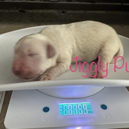 Golden Retriever Puppies from English Creams of Morningstar