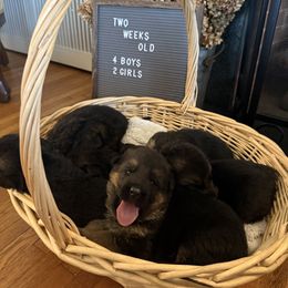 German Shepherd Puppies from Von Vollblut Shepherds