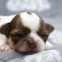 Chihuahuas and Pomeranians from VanityPom’s