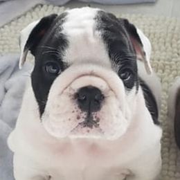 Bulldogs and French Bulldogs from Dogheaven