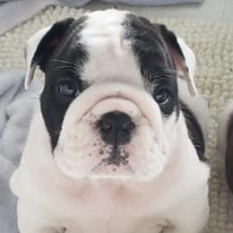 Bulldogs and French Bulldogs from Dogheaven