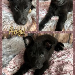 German Shepherd Puppies from Pocono GSD