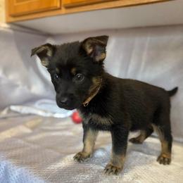 Bren - Yellow Collar - Black and tan female German Shepherd puppy in Greenwood, Arkansas from West Haus Shepherds