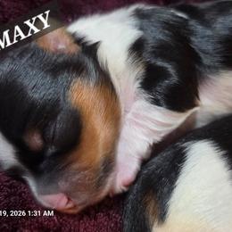 MAX - Black and gold male Yorkshire Terrier puppy in Modesto, California from Granny's yorkshire Terrier Modesto California