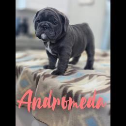 Andromeda - Blue tri-color female Bulldog puppy in Buzzards Bay, Massachusetts from K&D Bulldogs