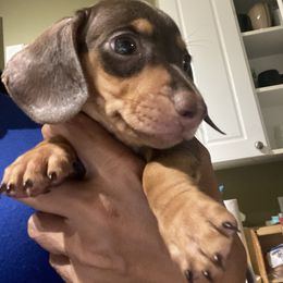 Brownie - Chocolate and cream male Dachshund puppy in Raleigh, North Carolina from Capital City Dachshunds