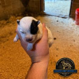 Boy 4 - Blue male Australian Cattle Dog puppy in Hurley, Virginia from BoardCamp Kennels-AKC Australian Cattle Dogs