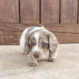 Bloodhound and Dachshund Puppies from Hat Creek Kennel
