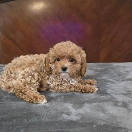 Tiny marty - Apricot male Cavapoo puppy in Copan, Oklahoma from Tatums cavapoos
