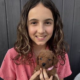 Lolly - Red  female Goldendoodle puppy in Rush, New York from Care Bear Puppies