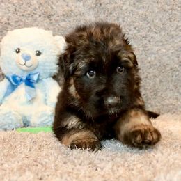 Boy 4 - Black and red male German Shepherd puppy in Stockton, California from Zaragoza German Shepherds